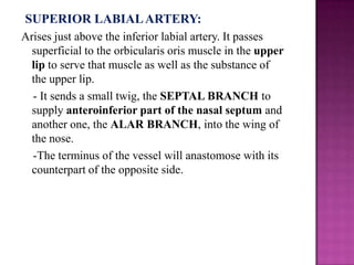 SUPERIOR LABIAL ARTERY:
Arises just above the inferior labial artery. It passes
superficial to the orbicularis oris muscle in the upper
lip to serve that muscle as well as the substance of
the upper lip.
- It sends a small twig, the SEPTAL BRANCH to
supply anteroinferior part of the nasal septum and
another one, the ALAR BRANCH, into the wing of
the nose.
-The terminus of the vessel will anastomose with its
counterpart of the opposite side.

 