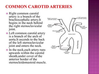 Right common carotid
artery is a branch of the
brachiocephalic artery.It
begins in the neck behind
the right sternoclavicular
joint.
 Left common carotid artery
is a branch of the arch of
aorta.It ascends to the back
of the left sternoclavicular
joint and enters the neck.
 In the neck,each artery runs
upwards within the carotid
sheath,under cover of the
anterior border of the
sternocleidomastoid muscle.


 