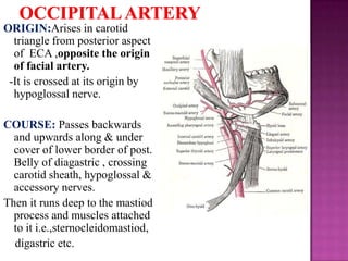 ORIGIN:Arises in carotid
triangle from posterior aspect
of ECA ,opposite the origin
of facial artery.
-It is crossed at its origin by
hypoglossal nerve.
COURSE: Passes backwards
and upwards along & under
cover of lower border of post.
Belly of diagastric , crossing
carotid sheath, hypoglossal &
accessory nerves.
Then it runs deep to the mastiod
process and muscles attached
to it i.e.,sternocleidomastiod,
digastric etc.

 