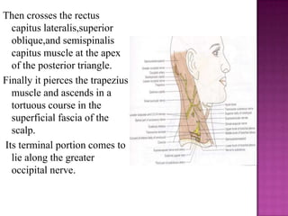 Then crosses the rectus
capitus lateralis,superior
oblique,and semispinalis
capitus muscle at the apex
of the posterior triangle.
Finally it pierces the trapezius
muscle and ascends in a
tortuous course in the
superficial fascia of the
scalp.
Its terminal portion comes to
lie along the greater
occipital nerve.

 