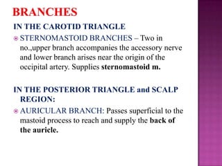 IN THE CAROTID TRIANGLE
 STERNOMASTOID BRANCHES – Two in
no.,upper branch accompanies the accessory nerve
and lower branch arises near the origin of the
occipital artery. Supplies sternomastoid m.
IN THE POSTERIOR TRIANGLE and SCALP
REGION:
 AURICULAR BRANCH: Passes superficial to the
mastoid process to reach and supply the back of
the auricle.

 