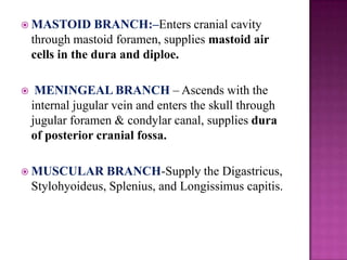  MASTOID

BRANCH:–Enters cranial cavity
through mastoid foramen, supplies mastoid air
cells in the dura and diploe.



MENINGEAL BRANCH – Ascends with the
internal jugular vein and enters the skull through
jugular foramen & condylar canal, supplies dura
of posterior cranial fossa.

 MUSCULAR

BRANCH-Supply the Digastricus,
Stylohyoideus, Splenius, and Longissimus capitis.

 