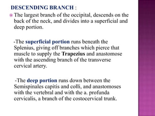 DESCENDING BRANCH :
 The largest branch of the occipital, descends on the
back of the neck, and divides into a superficial and
deep portion.

-The superficial portion runs beneath the
Splenius, giving off branches which pierce that
muscle to supply the Trapezius and anastomose
with the ascending branch of the transverse
cervical artery.
-The deep portion runs down between the
Semispinales capitis and colli, and anastomoses
with the vertebral and with the a. profunda
cervicalis, a branch of the costocervical trunk.

 
