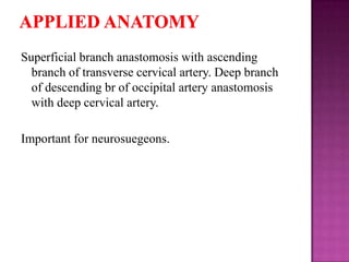 Superficial branch anastomosis with ascending
branch of transverse cervical artery. Deep branch
of descending br of occipital artery anastomosis
with deep cervical artery.
Important for neurosuegeons.

 