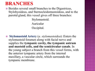 

Besides several small branches to the Digastricus,
Stylohyoideus, and Sternocleidomastoideus, and to the
parotid gland, this vessel gives off three branches:
Stylomastoid.
Auricular
Occipital.



Stylomastoid Artery (a. stylomastoidea) :Enters the
stylomastoid foramen along with facial nerve and
supplies the tympanic cavity, the tympanic antrum
and mastoid cells, and the semicircular canals. In
the young subject a branch from this vessel forms, with
the anterior tympanic artery from the internal
maxillary, a vascular circle, which surrounds the
tympanic membrane.

 