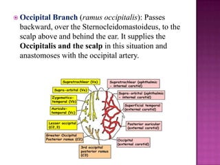  Occipital

Branch (ramus occipitalis): Passes
backward, over the Sternocleidomastoideus, to the
scalp above and behind the ear. It supplies the
Occipitalis and the scalp in this situation and
anastomoses with the occipital artery.

 
