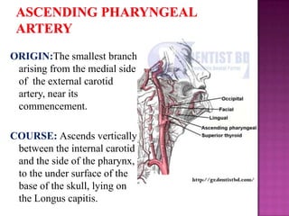 ORIGIN:The smallest branch
arising from the medial side
of the external carotid
artery, near its
commencement.
COURSE: Ascends vertically
between the internal carotid
and the side of the pharynx,
to the under surface of the
base of the skull, lying on
the Longus capitis.

 