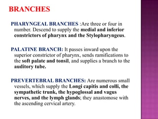 PHARYNGEAL BRANCHES :Are three or four in
number. Descend to supply the medial and inferior
constrictors of pharynx and the Stylopharyngeus.
PALATINE BRANCH: It passes inward upon the
superior constrictor of pharynx, sends ramifications to
the soft palate and tonsil, and supplies a branch to the
auditory tube.
PREVERTEBRAL BRANCHES: Are numerous small
vessels, which supply the Longi capitis and colli, the
sympathetic trunk, the hypoglossal and vagus
nerves, and the lymph glands; they anastomose with
the ascending cervical artery.

 