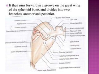  It

then runs forward in a groove on the great wing
of the sphenoid bone, and divides into two
branches, anterior and posterior.

 