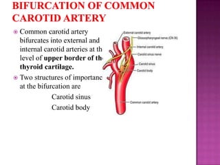 Common carotid artery
bifurcates into external and
internal carotid arteries at the
level of upper border of the
thyroid cartilage.
 Two structures of importance
at the bifurcation are
Carotid sinus
Carotid body


 
