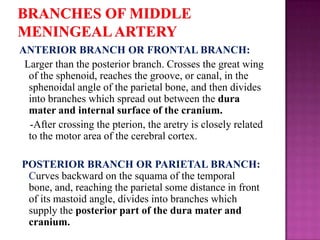 ANTERIOR BRANCH OR FRONTAL BRANCH:
Larger than the posterior branch. Crosses the great wing
of the sphenoid, reaches the groove, or canal, in the
sphenoidal angle of the parietal bone, and then divides
into branches which spread out between the dura
mater and internal surface of the cranium.
-After crossing the pterion, the aretry is closely related
to the motor area of the cerebral cortex.
POSTERIOR BRANCH OR PARIETAL BRANCH:
Curves backward on the squama of the temporal
bone, and, reaching the parietal some distance in front
of its mastoid angle, divides into branches which
supply the posterior part of the dura mater and
cranium.

 