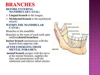 BEFORE ENTERING
MANDIBULAR CANAL:
 Lingual branch to the tongue.
 Mylohyiod branch to the mylohyiod
muscle.
WITHIN THE MANDIBULAR
CANAL:
Branches to the mandible
Branches to the roots of each teeth upto
midline(dental branches)
Incisor branch anastomoses with the
branch from opposite side.
AFTER EMERGING FROM
MENTAL FORAMEN:
mental branch escapes with the nerve
at the mental foramen, supplies the
chin, and anastomoses with the
submental and inferior labial arteries

 
