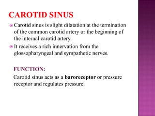  Carotid

sinus is slight dilatation at the termination
of the common carotid artery or the beginning of
the internal carotid artery.
 It receives a rich innervation from the
glossopharyngeal and sympathetic nerves.

FUNCTION:
Carotid sinus acts as a baroreceptor or pressure
receptor and regulates pressure.

 
