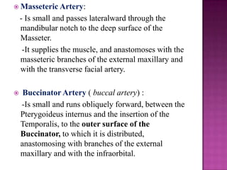  Masseteric Artery:

- Is small and passes lateralward through the
mandibular notch to the deep surface of the
Masseter.
-It supplies the muscle, and anastomoses with the
masseteric branches of the external maxillary and
with the transverse facial artery.


Buccinator Artery ( buccal artery) :
-Is small and runs obliquely forward, between the
Pterygoideus internus and the insertion of the
Temporalis, to the outer surface of the
Buccinator, to which it is distributed,
anastomosing with branches of the external
maxillary and with the infraorbital.

 