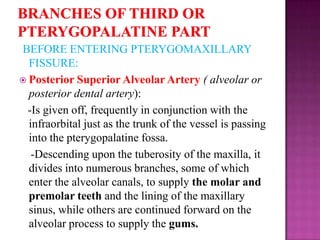 BEFORE ENTERING PTERYGOMAXILLARY
FISSURE:
 Posterior Superior Alveolar Artery ( alveolar or
posterior dental artery):
-Is given off, frequently in conjunction with the
infraorbital just as the trunk of the vessel is passing
into the pterygopalatine fossa.
-Descending upon the tuberosity of the maxilla, it
divides into numerous branches, some of which
enter the alveolar canals, to supply the molar and
premolar teeth and the lining of the maxillary
sinus, while others are continued forward on the
alveolar process to supply the gums.

 