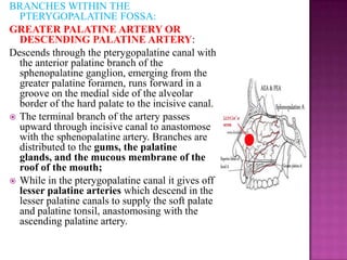 BRANCHES WITHIN THE
PTERYGOPALATINE FOSSA:
GREATER PALATINE ARTERY OR
DESCENDING PALATINE ARTERY:
Descends through the pterygopalatine canal with
the anterior palatine branch of the
sphenopalatine ganglion, emerging from the
greater palatine foramen, runs forward in a
groove on the medial side of the alveolar
border of the hard palate to the incisive canal.
 The terminal branch of the artery passes
upward through incisive canal to anastomose
with the sphenopalatine artery. Branches are
distributed to the gums, the palatine
glands, and the mucous membrane of the
roof of the mouth;
 While in the pterygopalatine canal it gives off
lesser palatine arteries which descend in the
lesser palatine canals to supply the soft palate
and palatine tonsil, anastomosing with the
ascending palatine artery.

 