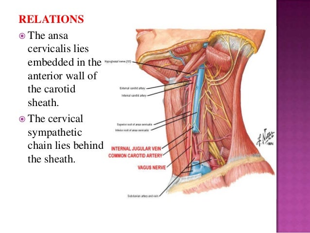 external carotid artery external carotid artery