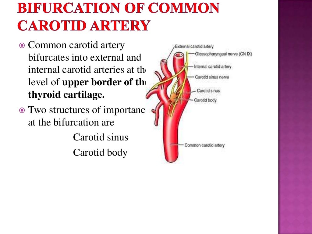 External carotid artery