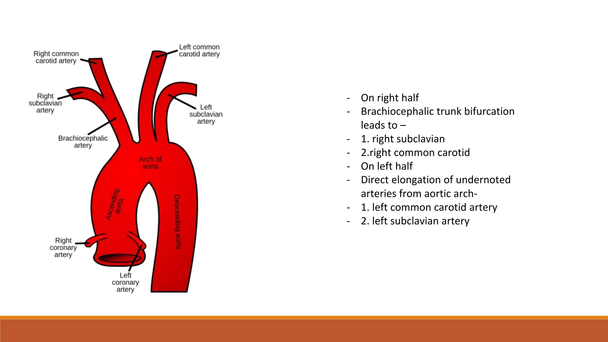 External carotid artery , ligation of External carotid artery, lingual ...