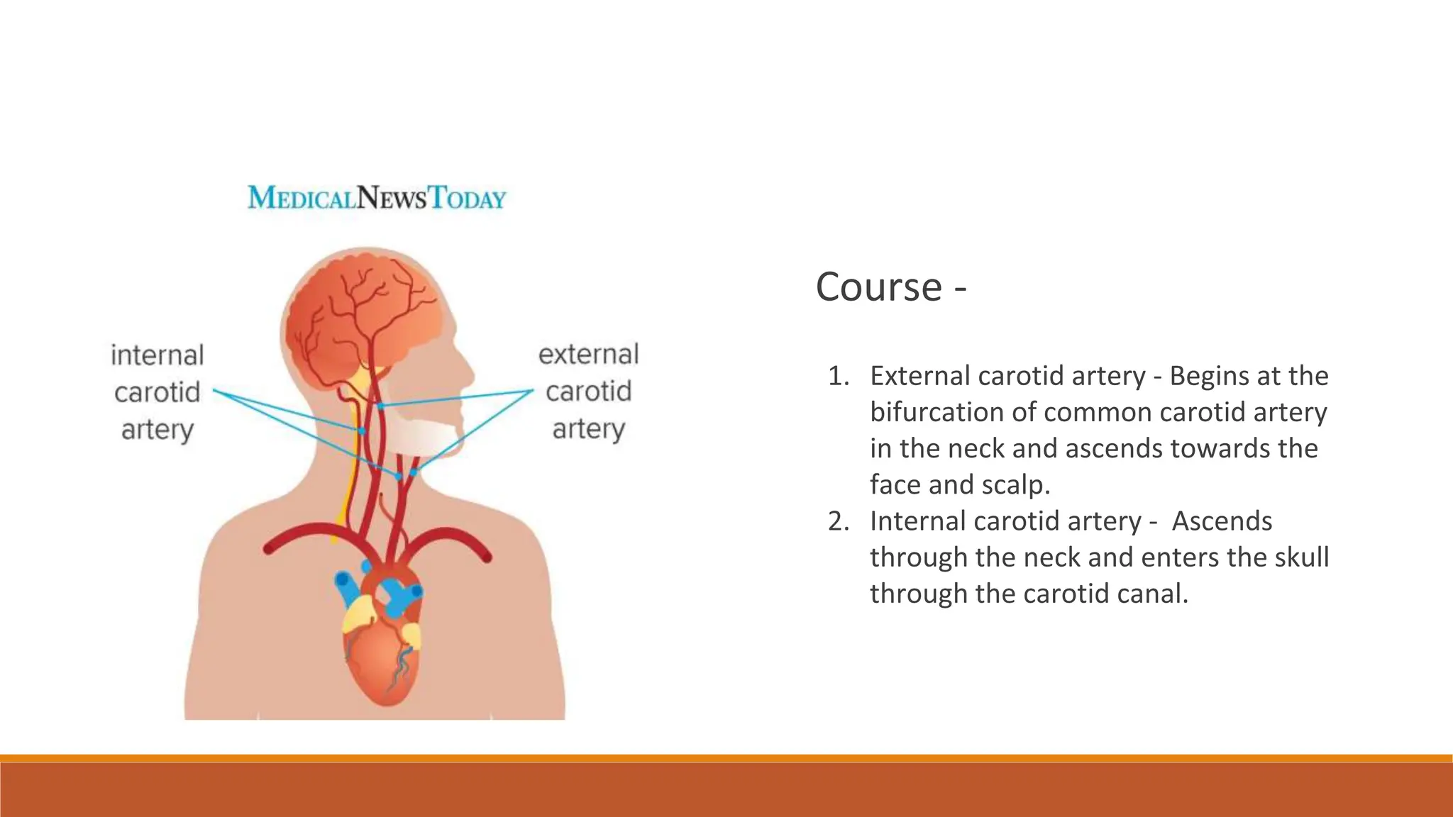 External carotid artery , ligation of External carotid artery, lingual ...