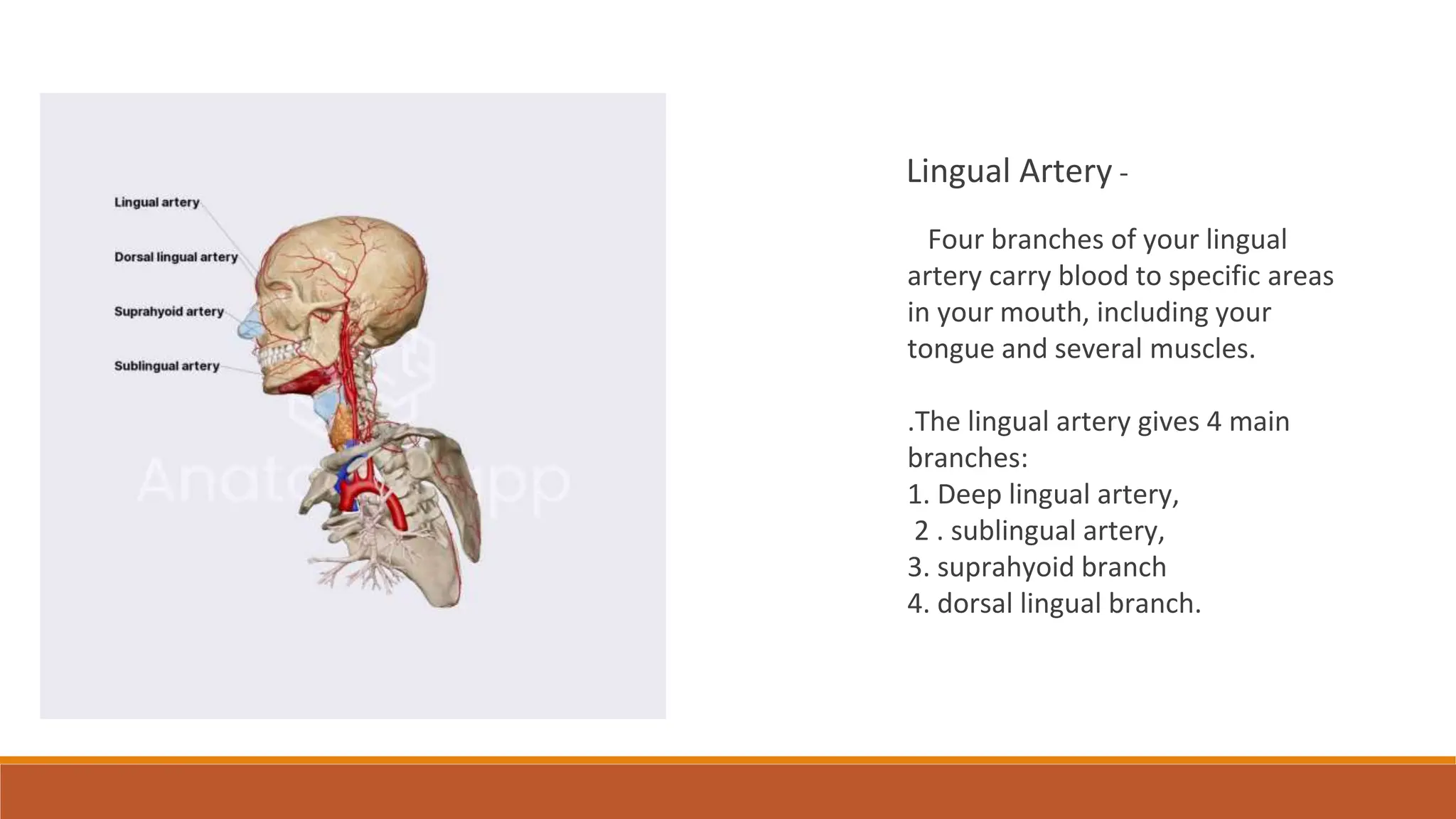 External carotid artery , ligation of External carotid artery, lingual ...