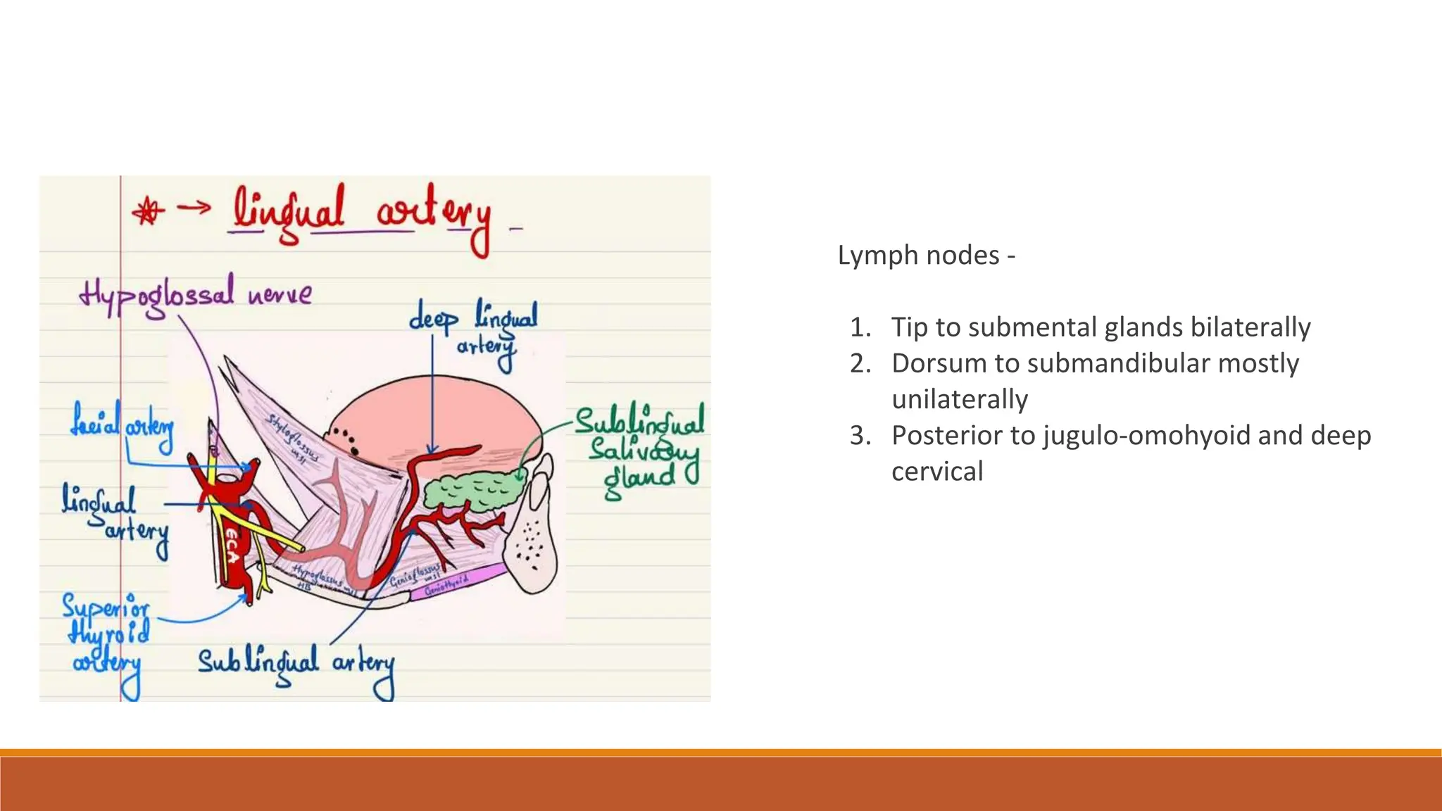 External carotid artery , ligation of External carotid artery, lingual ...
