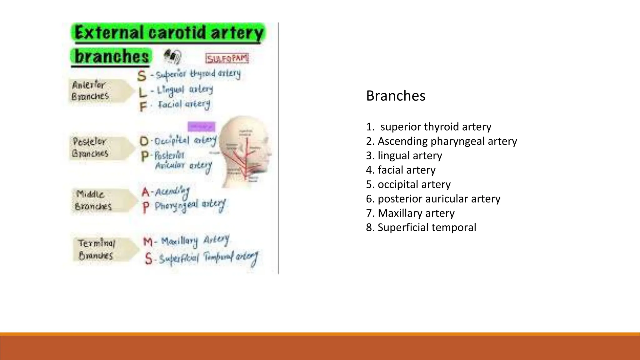 External carotid artery , ligation of External carotid artery, lingual ...