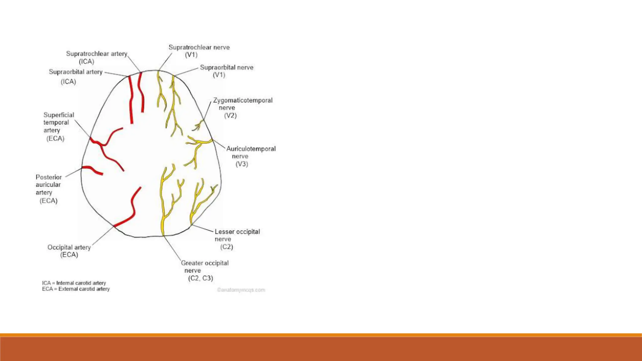 External carotid artery , ligation of External carotid artery, lingual ...