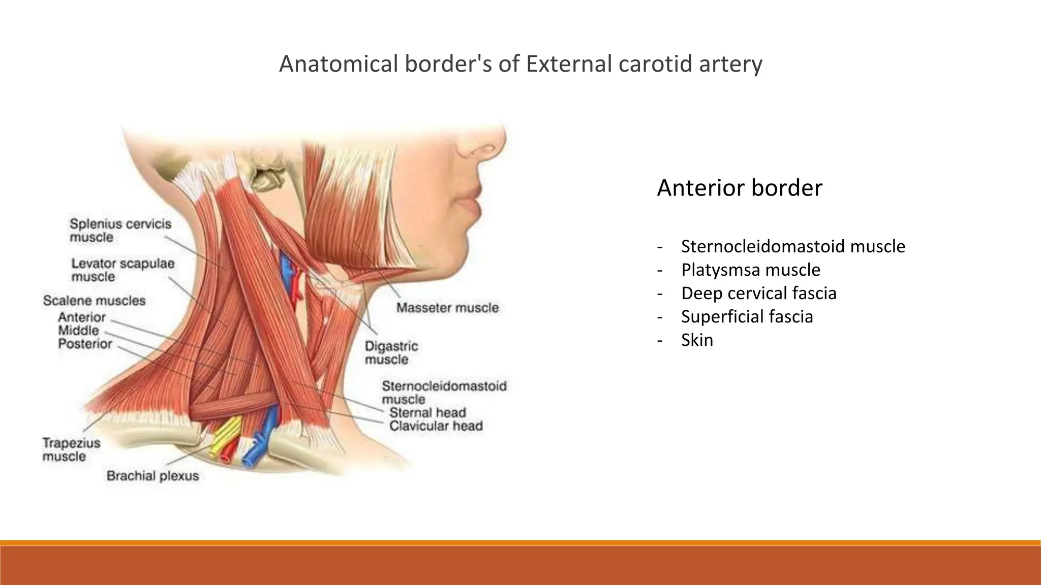 External carotid artery , ligation of External carotid artery, lingual ...