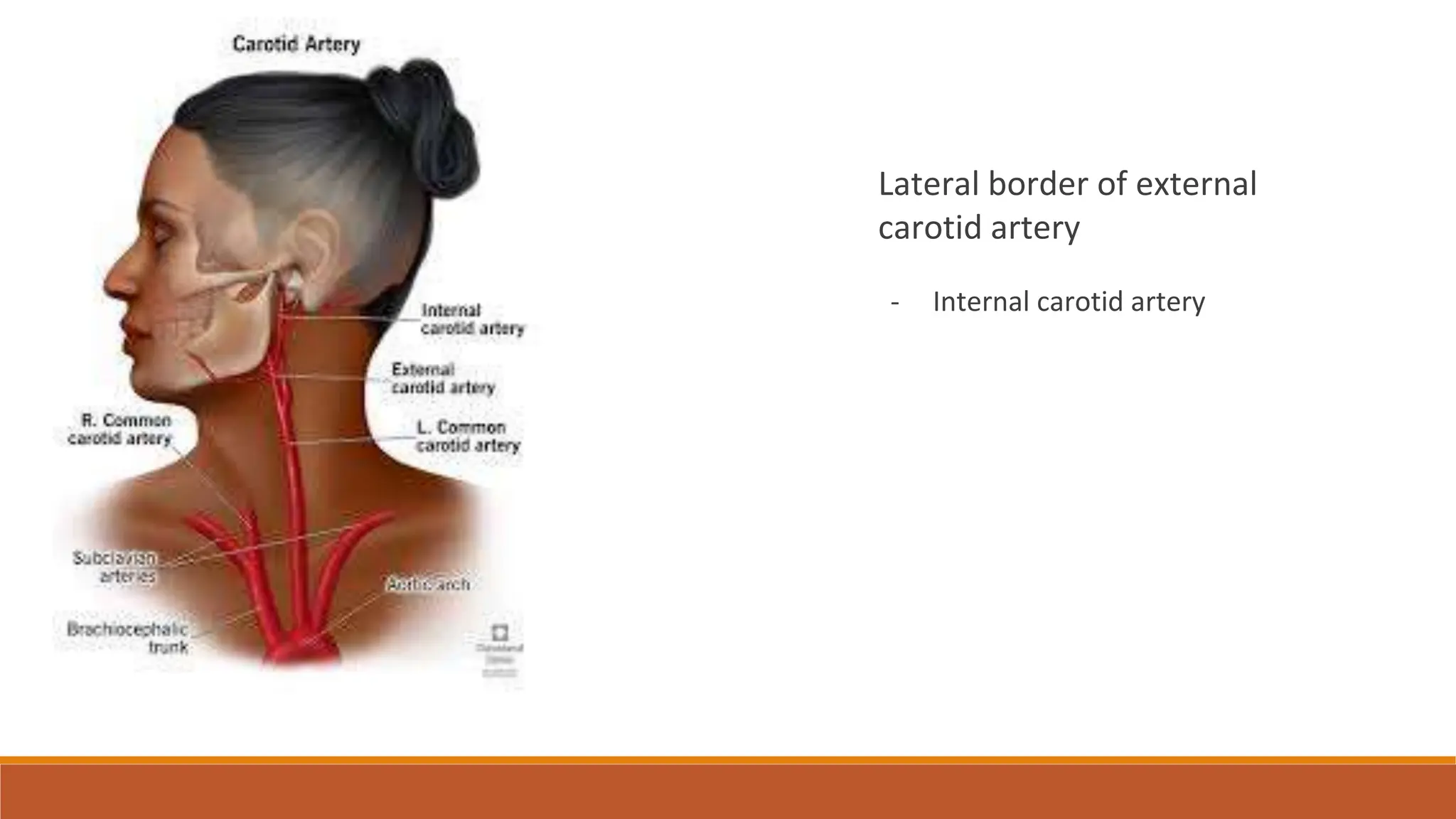 External carotid artery , ligation of External carotid artery, lingual ...