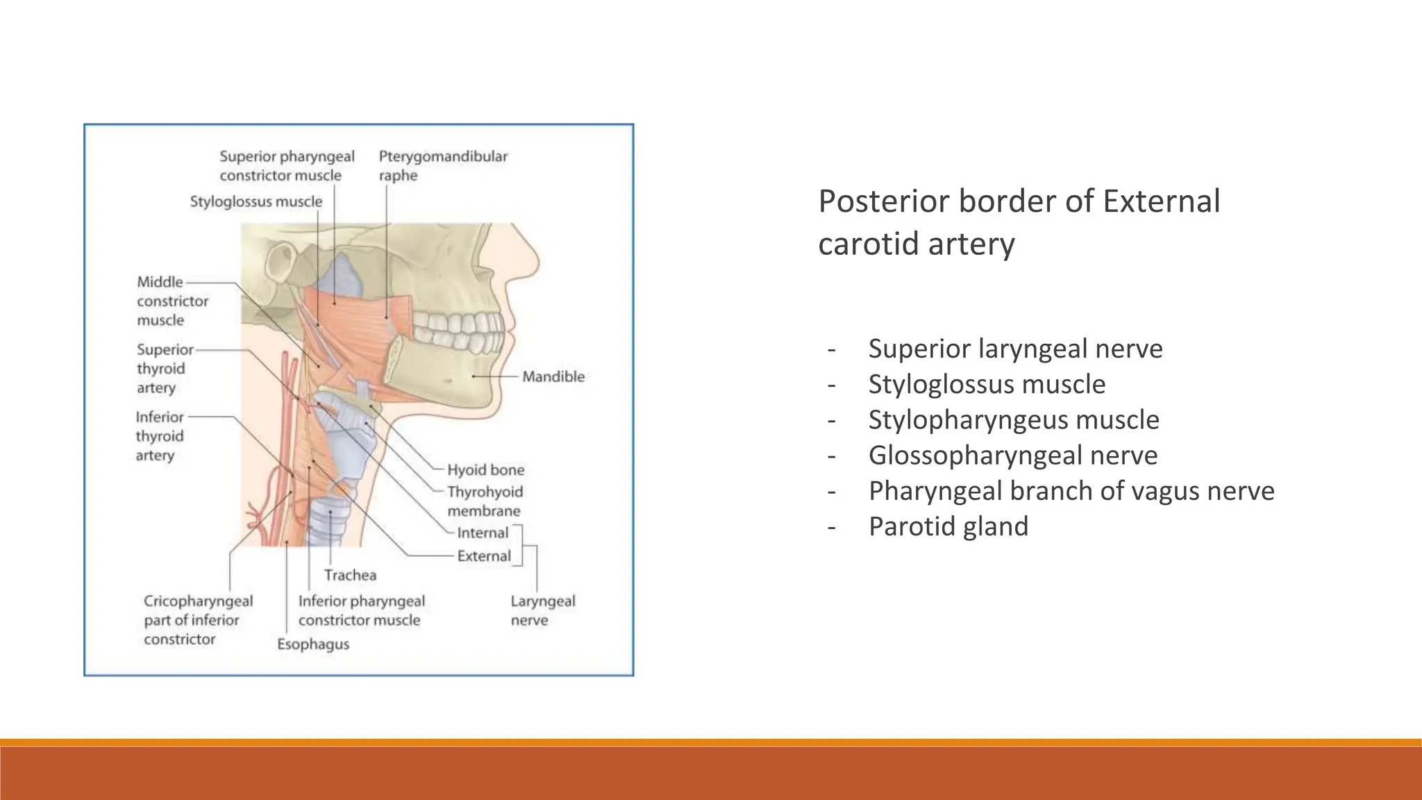 External carotid artery , ligation of External carotid artery, lingual ...