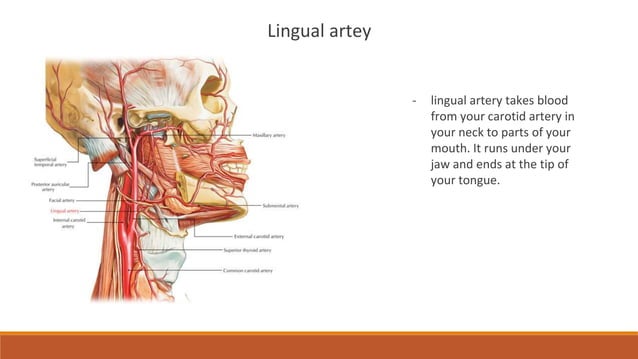 External carotid artery , ligation of External carotid artery, lingual ...