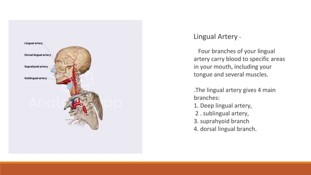 External carotid artery , ligation of External carotid artery, lingual ...