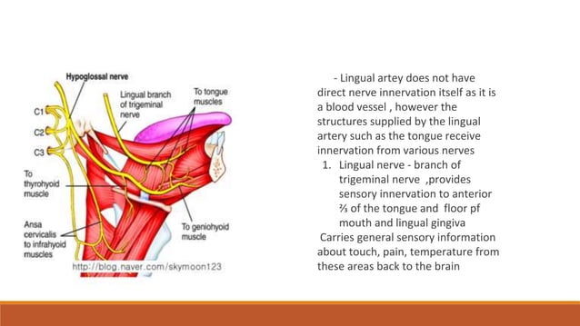 External carotid artery , ligation of External carotid artery, lingual ...