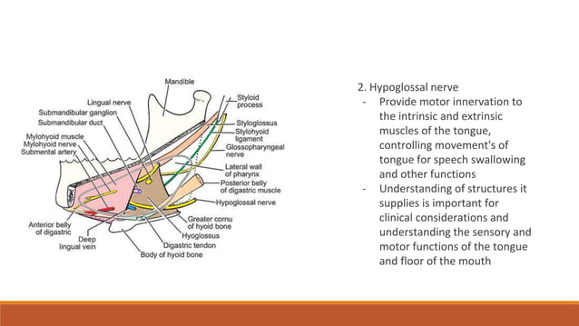 External carotid artery , ligation of External carotid artery, lingual ...