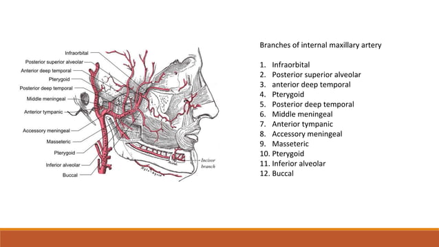 External carotid artery , ligation of External carotid artery, lingual ...