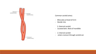 External carotid artery , ligation of External carotid artery, lingual ...