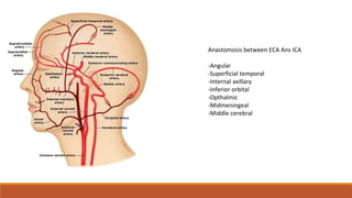 External carotid artery , ligation of External carotid artery, lingual ...