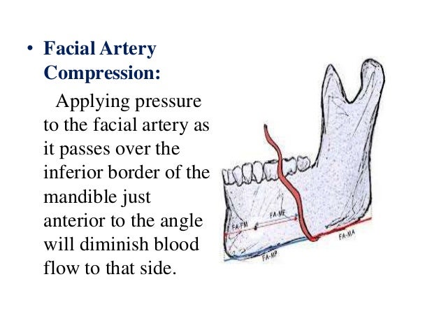 Facial Artery Pulse 17