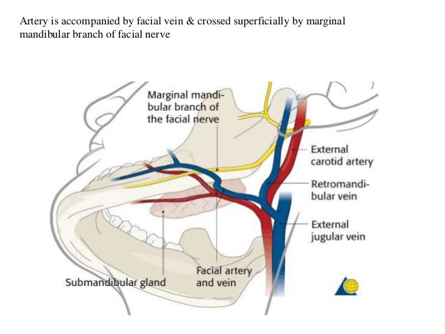 Marginal mandibular branch of the facial nerve