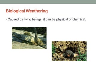 Biological Weathering
• Caused by living beings, it can be physical or chemical.
 