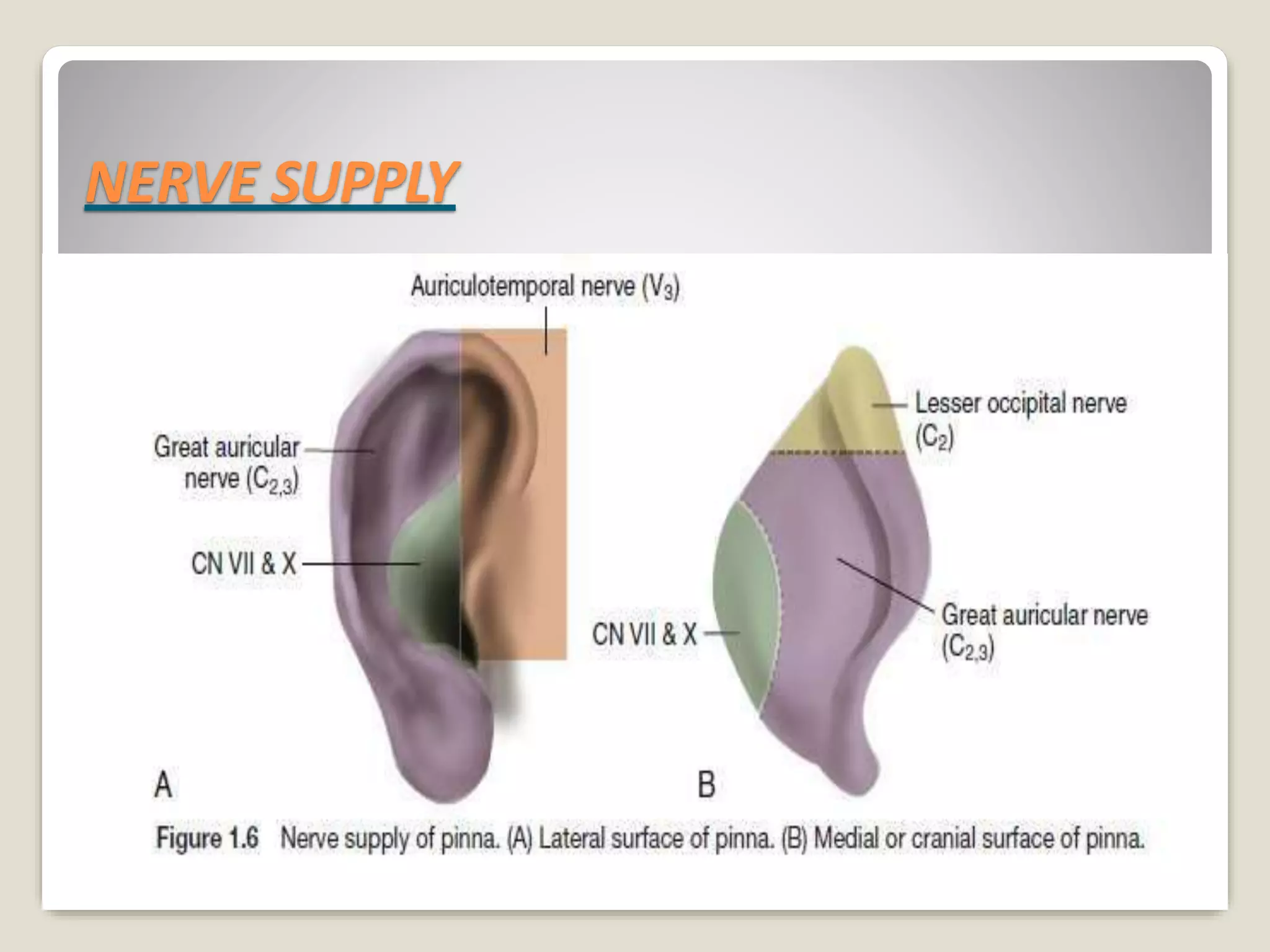 ANATOMY OF EXTERNAL EAR PPTX