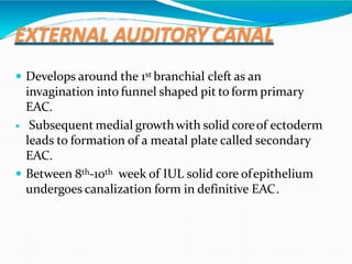 EXTERNAL AUDITORY CANAL
 Develops around the 1st branchial cleft as an
invagination into funnel shaped pit to form primary
EAC.
 Subsequent medial growthwith solid coreof ectoderm
leads to formation of a meatal plate called secondary
EAC.
 Between 8th-10th week of IUL solid core ofepithelium
undergoes canalization form in definitive EAC.
 