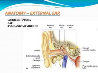 ANATOMY – EXTERNAL EAR
• AURICLE / PINNA
•EAC
•TYMPANIC MEMBRANE
 