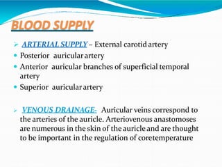 BLOOD SUPPLY
 ARTERIAL SUPPLY – External carotid artery
 Posterior auricularartery
 Anterior auricular branches of superficial temporal
artery
 Superior auricularartery
 VENOUS DRAINAGE- Auricular veins correspond to
the arteries of the auricle. Arteriovenous anastomoses
are numerous in the skin of the auricle and are thought
to be important in the regulation of coretemperature
 
