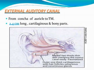EXTERNAL AUDITORY CANAL
 From concha of auricle toTM.
 2.4 cm long , cartilaginous & bony parts.
 