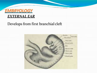 EMBRYOLOGY
EXTERNAL EAR
Develops from first branchialcleft
 