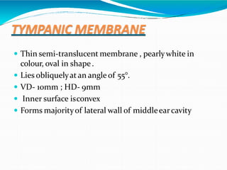 TYMPANIC MEMBRANE
 Thin semi-translucent membrane , pearlywhite in
colour, oval in shape.
 Lies obliquelyatan angleof 55°.
 VD- 10mm ; HD- 9mm
 Inner surface isconvex
 Forms majorityof lateral wall of middleearcavity
 