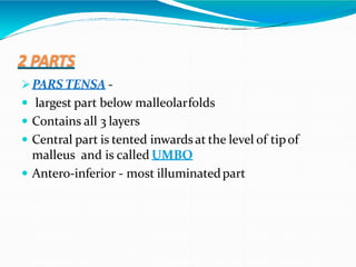 2 PARTS
PARS TENSA -
 largest part below malleolarfolds
 Contains all 3 layers
 Central part is tented inwards at the level of tipof
malleus and is called UMBO
 Antero-inferior - most illuminatedpart
 