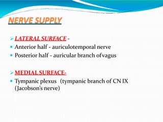 NERVE SUPPLY
LATERAL SURFACE -
 Anterior half - auriculotemporal nerve
 Posterior half - auricular branch ofvagus
MEDIAL SURFACE-
 Tympanic plexus (tympanic branch of CN IX
(Jacobson’s nerve)
 
